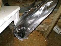 下山桩生桩是一年四季都可以种吗