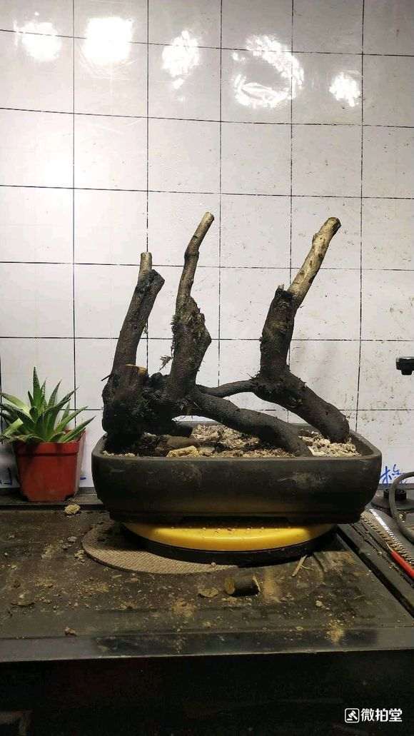 老鸦柿下山桩的生桩可以直接嫁接吗