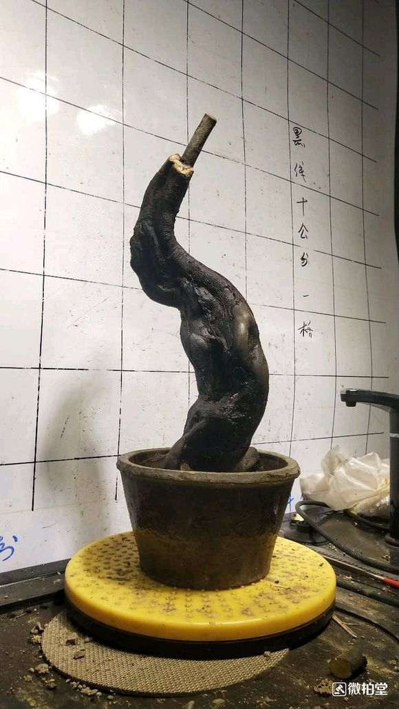 老鸦柿下山桩的生桩可以直接嫁接吗