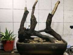 老鸦柿下山桩的生桩可以直接嫁接吗