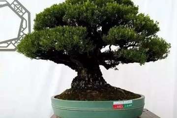 家有盆景对风水有这么神奇