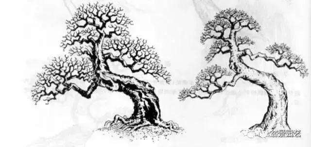 盆景怎么整体造型的风格对比