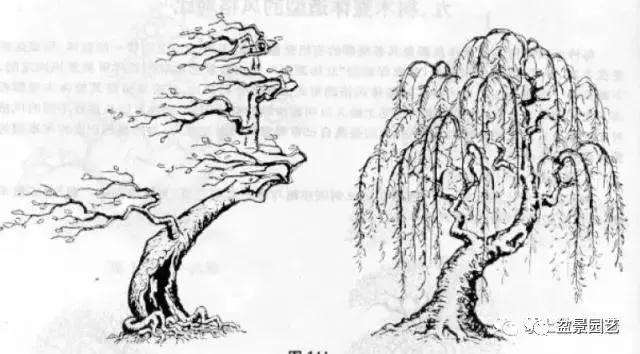 盆景怎么整体造型的风格对比