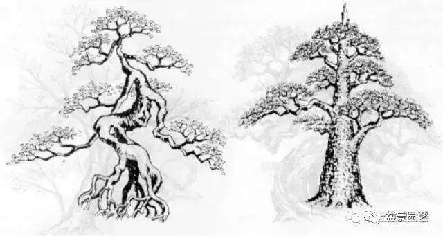 盆景怎么整体造型的风格对比