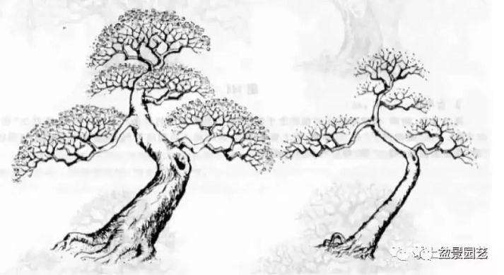 盆景怎么整体造型的风格对比