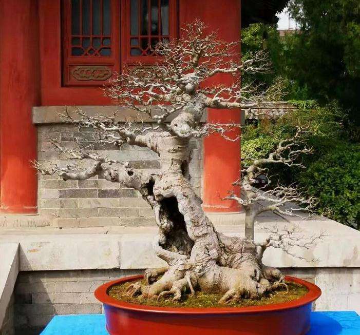 许昌市首届大型盆景展开幕