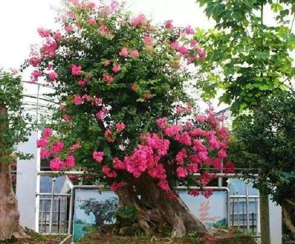 紫薇盆景怎么及时防治病虫害的方法