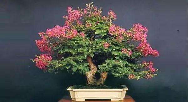 紫薇盆景怎么施肥浇水的方法