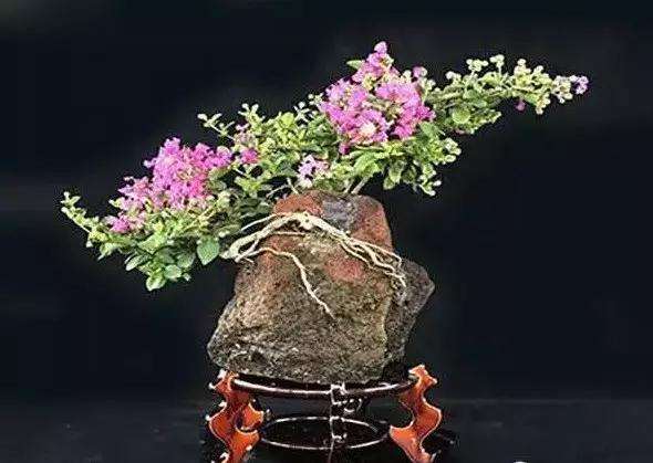 紫薇盆景怎么修剪整形的方法