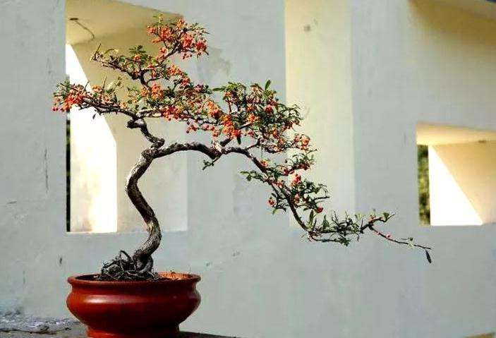 安阳第九届金秋果树盆景展