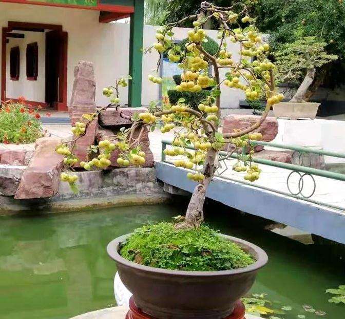 安阳第九届金秋果树盆景展