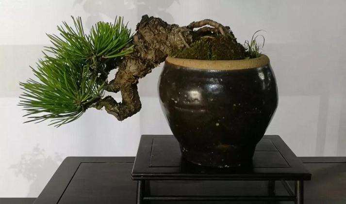 上海植物园首届微型小品盆景展