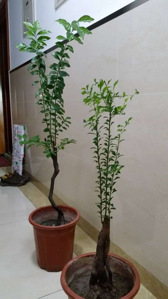 金弹子下山桩生桩发芽后该怎么处理