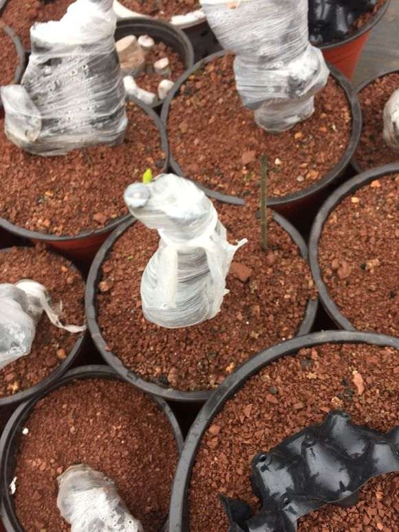 下山桩生桩直接嫁接为什么可以成活