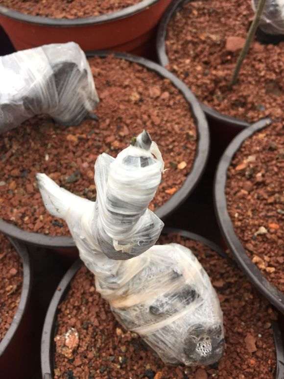 下山桩生桩直接嫁接为什么可以成活