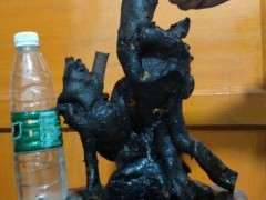 下山桩生桩种后 还能浇生根剂吗