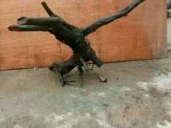 下山桩的生桩与半熟桩发芽后怎么回芽