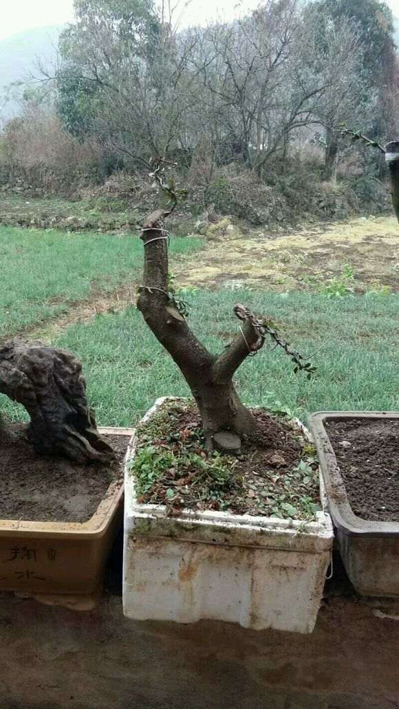 对火棘下山桩生桩和熟桩的养护探讨