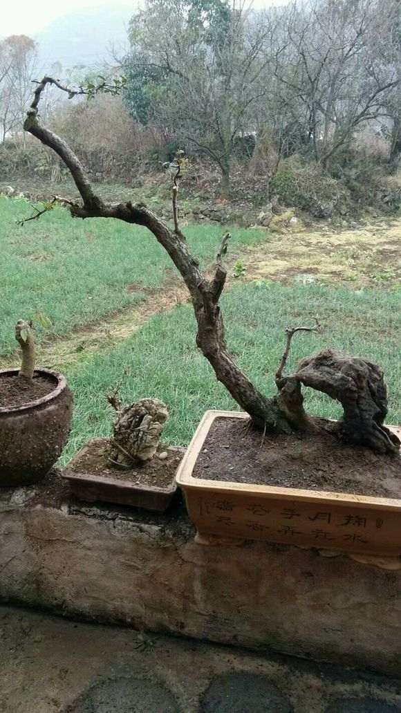 对火棘下山桩生桩和熟桩的养护探讨