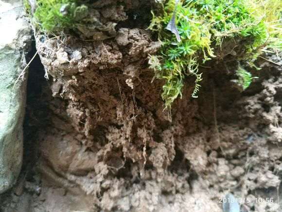 对火棘下山桩生桩和熟桩的养护探讨
