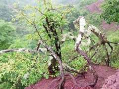 对火棘下山桩生桩和熟桩的养护探讨