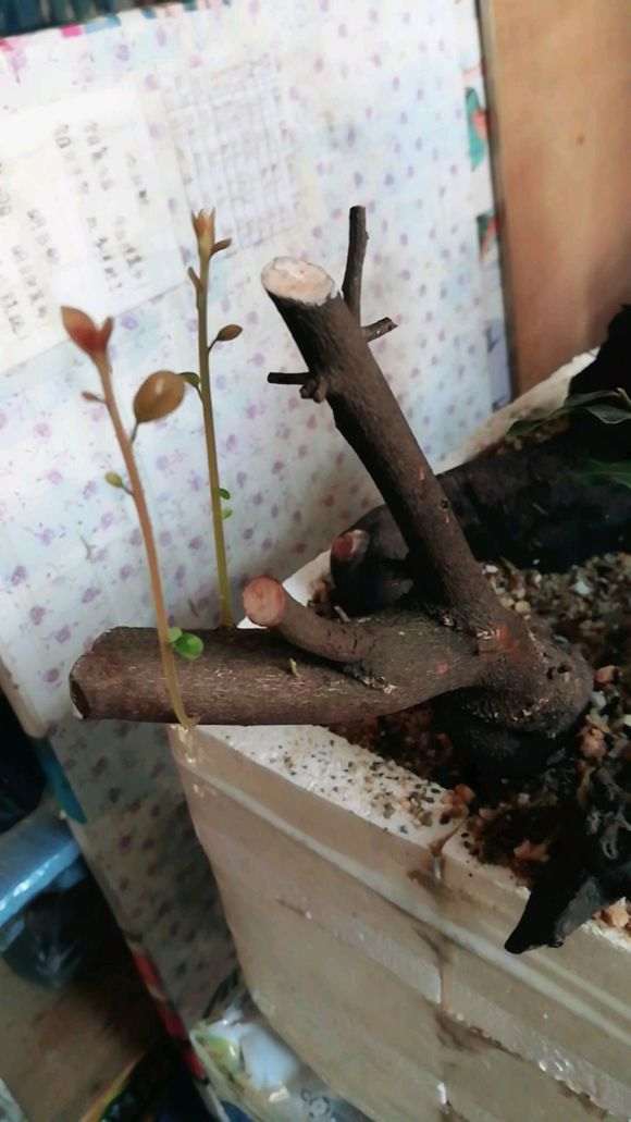 室内下山桩生桩怎么缠膜栽种的心得