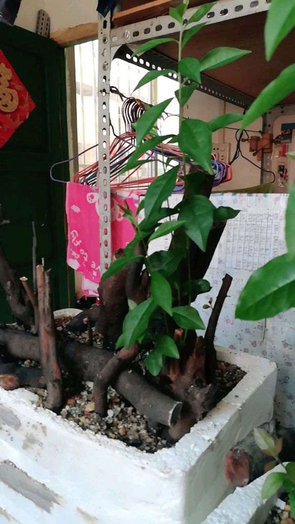 室内下山桩生桩怎么缠膜栽种的心得