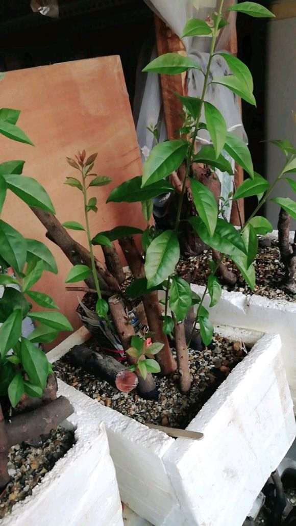 室内下山桩生桩怎么缠膜栽种的心得