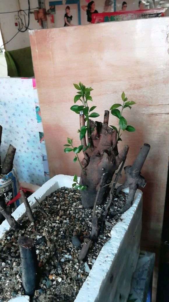 室内下山桩生桩怎么缠膜栽种的心得