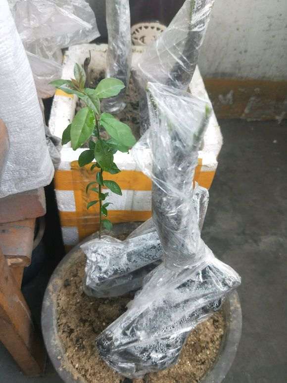 室内下山桩生桩怎么缠膜栽种的心得