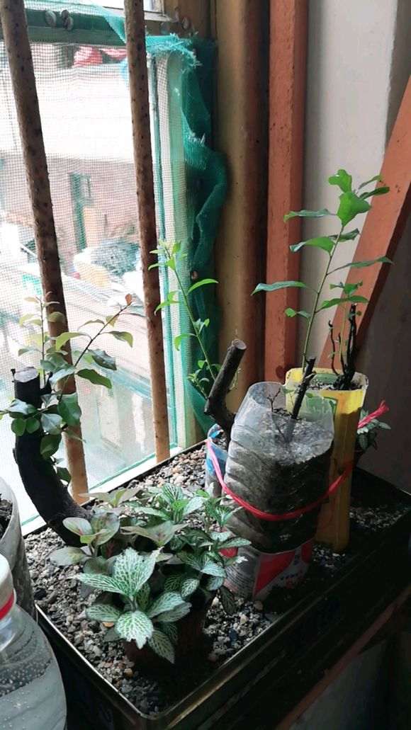 室内下山桩生桩怎么缠膜栽种的心得