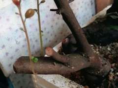 室内下山桩生桩怎么缠膜栽种的心得