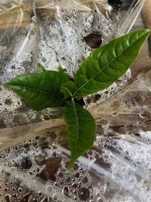 下山桩生桩发的新叶