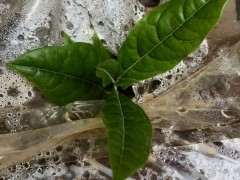 下山桩生桩发的新叶 这么大正常吗