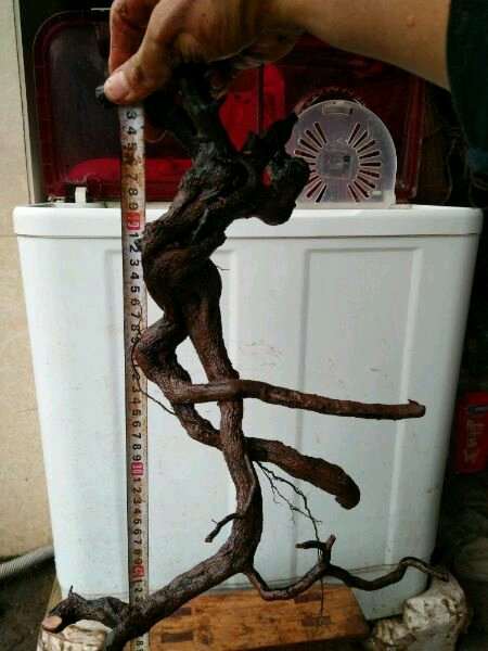 铁包金下山桩生桩不知怎样种