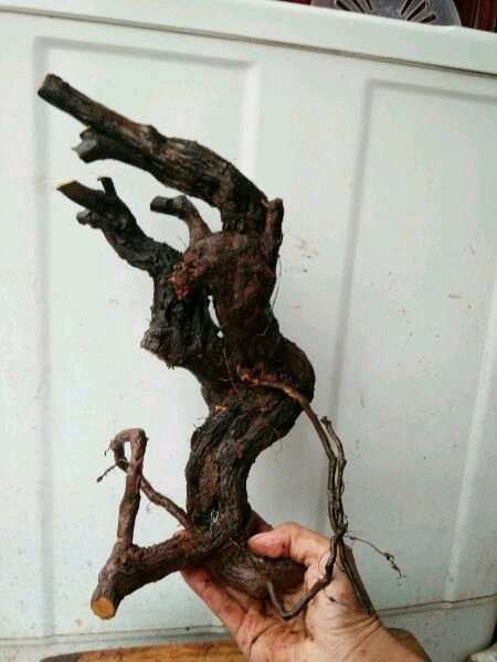 铁包金下山桩生桩不知怎样种