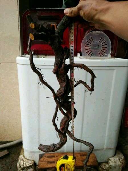 铁包金下山桩生桩不知怎样种