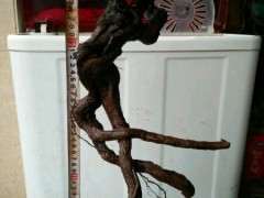 铁包金下山桩生桩不知怎样种