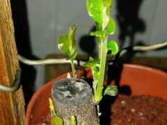 下山桩生桩多久才能去掉套袋