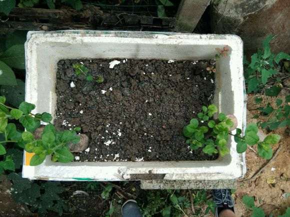 种了半年的下山桩生桩终于来芽了