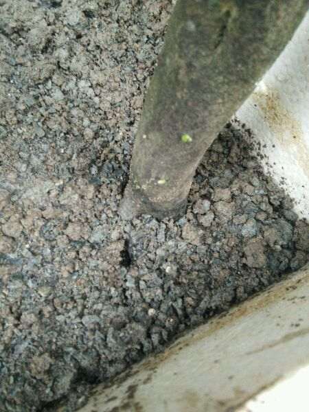 种了半年的下山桩生桩终于来芽了