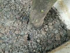 种了半年的下山桩生桩终于来芽了