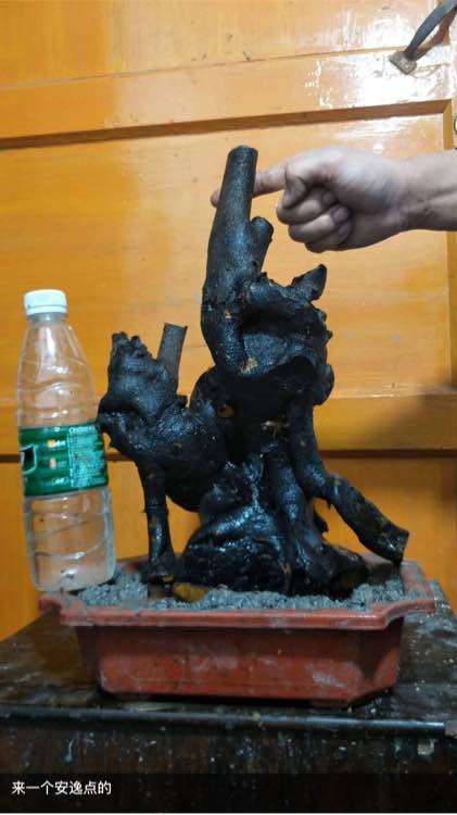 下山桩生桩种后