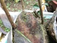 分享一下多年的经验 下山桩生桩怎么杀