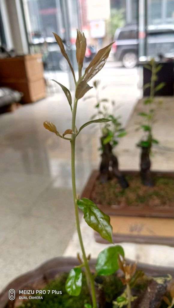 如何判断金弹子下山桩生桩是否走根