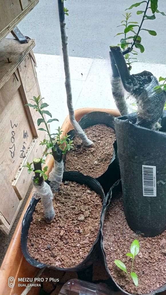 如何判断金弹子下山桩生桩是否走根