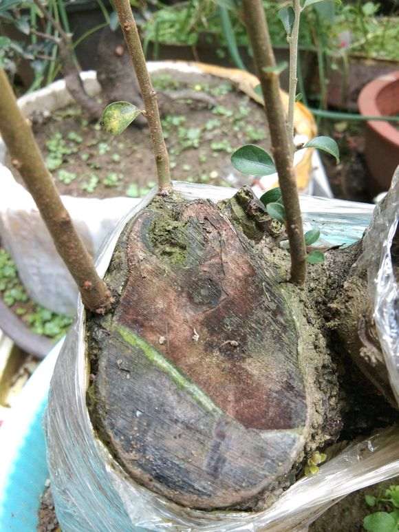 如何判断金弹子下山桩生桩是否走根
