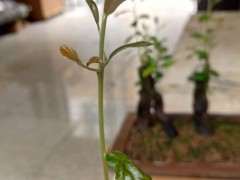 如何判断金弹子下山桩生桩是否走根