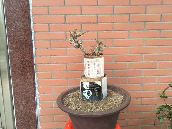 下山桩生桩栽下2个多月 叶子要剪掉吗