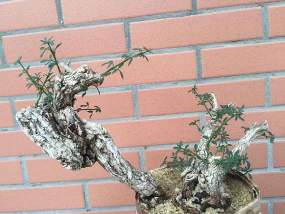 下山桩生桩栽下2个多月 叶子要剪掉吗